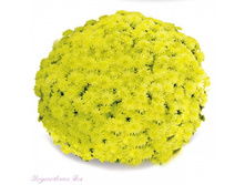 ���������� Brandune. 76 ���