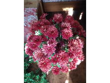 ���������� ����������� brankiss No4