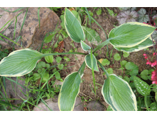 ����� ��� ����� (�ϣ ����)