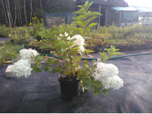 IMG 20180813 174810.jpg