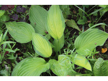 ����� ���� �������� (�ϣ ����)