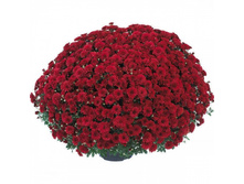 ���������� Andaz