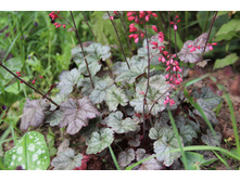 ������� ����� � ���������� (�ϣ ����)