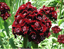 �������� �������� ���������1.jpg