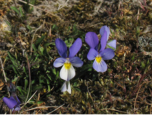 ������ ����������