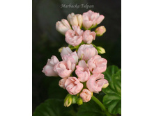 Marbacka Tulpan2.JPG