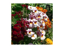 ������� �������.jpg