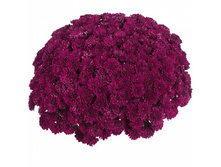 ���������� Daybreak Purple .jpg