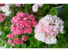 Swanland Pink/Australien Pink � Dovepoint