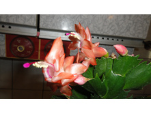 DSC03308 - �����.JPG