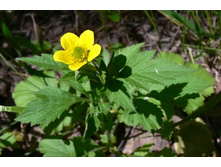 �������� ���������.jpg