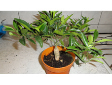 ������ ( ����� )