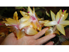 DSC03176 - �����.JPG