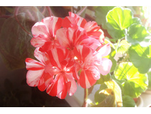 Peppermint Twist 1.jpg