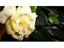 DSC01272 - �����.JPG