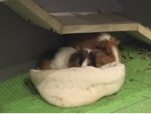 ��������� ����