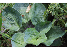 ����� ��� ����� (�ϣ ����)