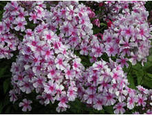 �������� (�� 19�)*