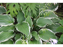 ����� Sugar and Spice (�ϣ ����)