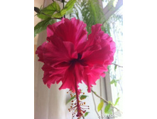 57c553131fc13 973610824.jpg