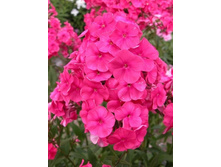 ��������� �����*