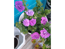 ������� ��� ��������.  IMG 20180629 205423.jpg