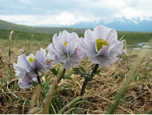 ���������� �������