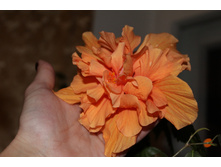 57d04635c2b82 img11301.JPG