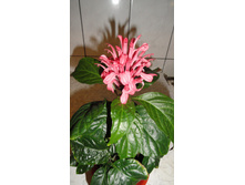 DSC03372 - �����.JPG