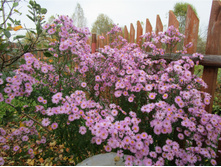 ����� �������, �������