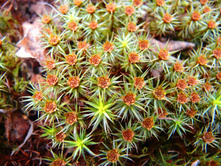 ���������� ������������