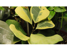 DSC03298 - �����.JPG