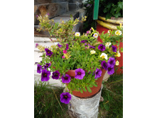 IMG 20180821 125259.jpg