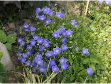 ����������� ����������