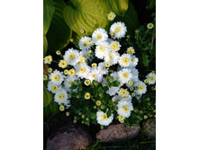 IMG 20180915 074710.jpg