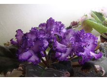 ��-��������� �������.jpg