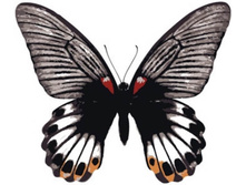 Mc1002 20�30 ���� 240 � �������.jpg