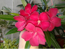 ������� ���