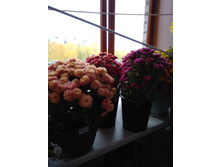 IMG 20181015 093813.jpg