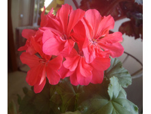 Brookside Flamenco.jpg