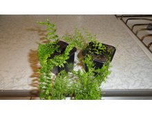 ���������� ����������