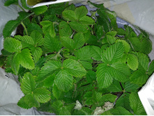 ������ ����������� ��������� ����������