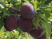 ����� ���� ��������������� �4 545�  �7 714�