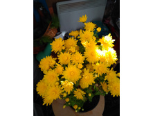 ���������� ����������� Brandune No2