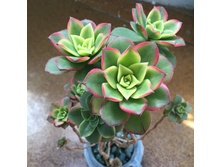 ������ ����