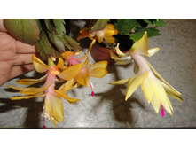 DSC03177 - �����.JPG