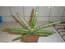 DSC01939 - �����.JPG