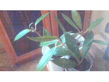 ���� Pubicalyx splash