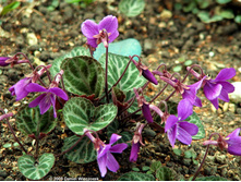 Viola koreana 'Syletta'