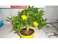 ������ ( ����� )